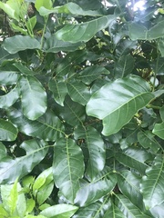 Dysoxylum spectabile