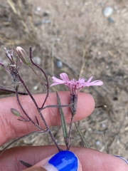Palafoxia sphacelata