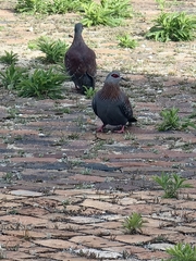 Columba guinea