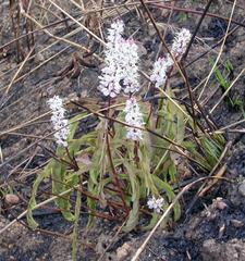 Cryptosepalum maraviense