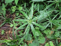 Cyperus albostriatus