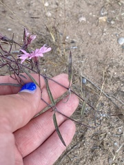 Palafoxia sphacelata
