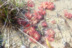Drosera admirabilis