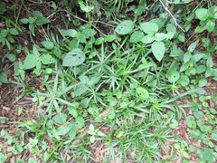 Cyperus albostriatus