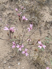 Palafoxia sphacelata