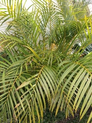 Dypsis