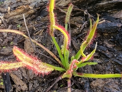 Drosera capensis