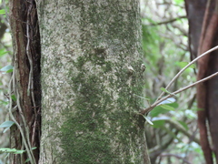 Streblus heterophyllus