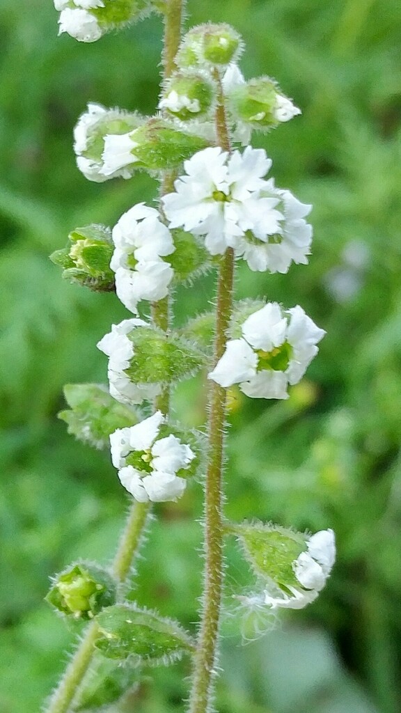 San Clemente Island woodland star