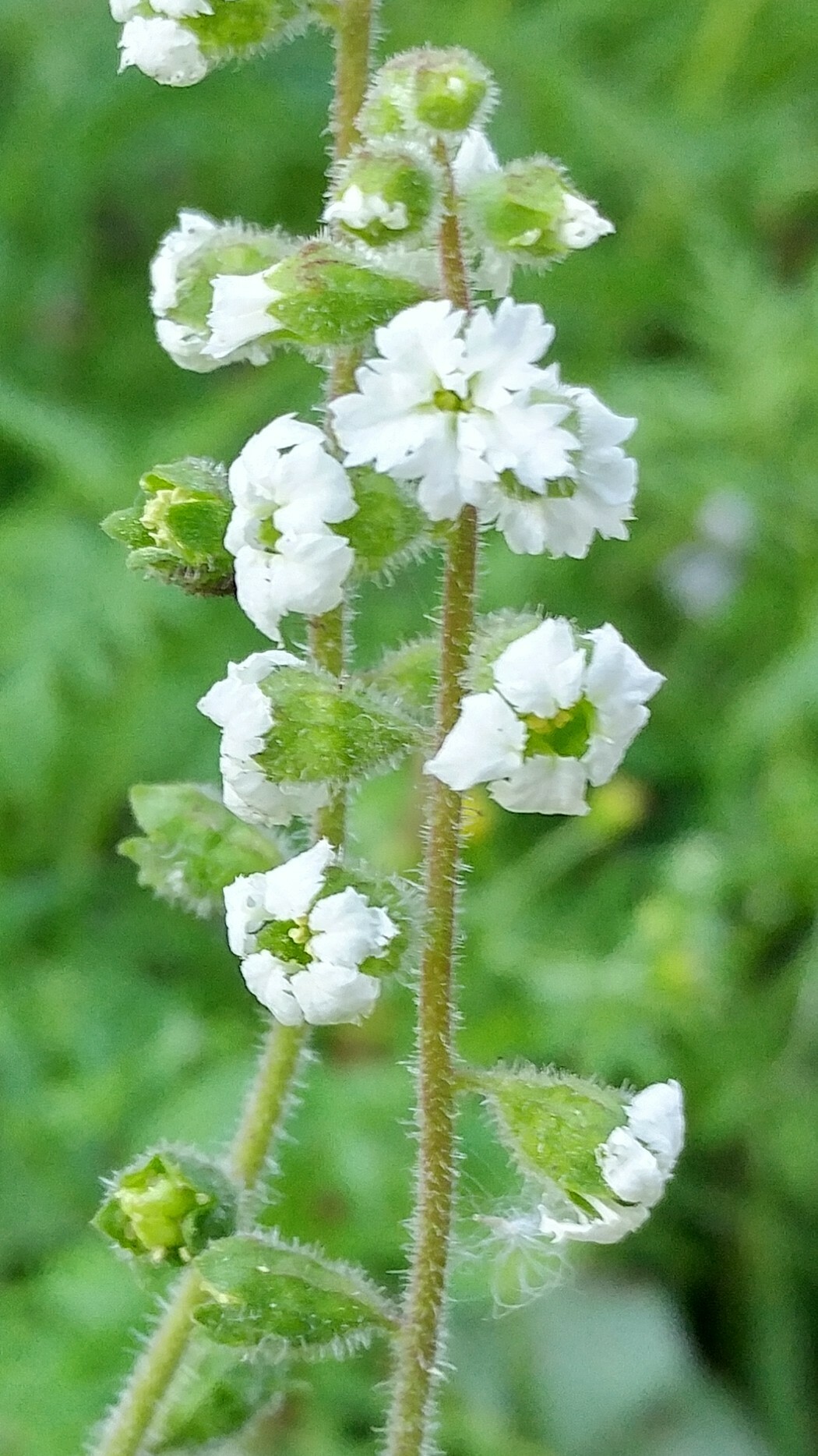 Lithophragma maximum