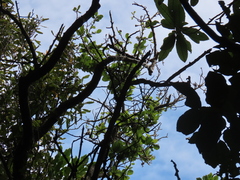 Streblus heterophyllus