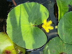 Nymphoides thunbergiana