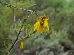 Sophora tetraptera