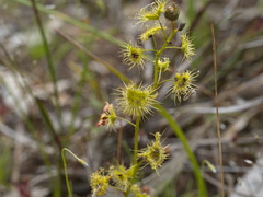 Drosera hookeri