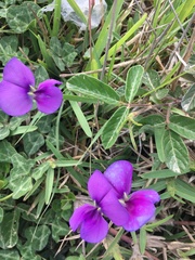 Vigna vexillata