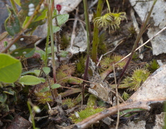 Drosera hookeri