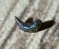 Piscicolaria reducta