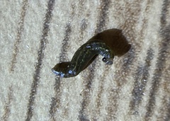 Piscicolaria reducta