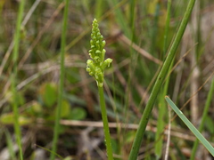 Microtis unifolia