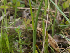 Microtis unifolia