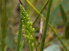 Microtis unifolia