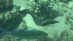 Gymnothorax meleagris