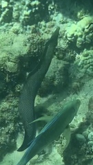 Gymnothorax meleagris