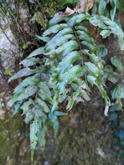 Arthropteris tenella