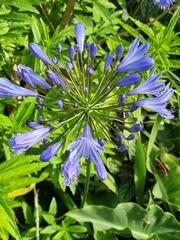 Agapanthus