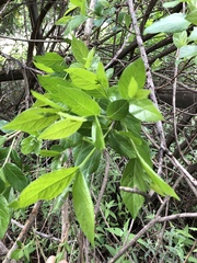 Combretum erythrophyllum