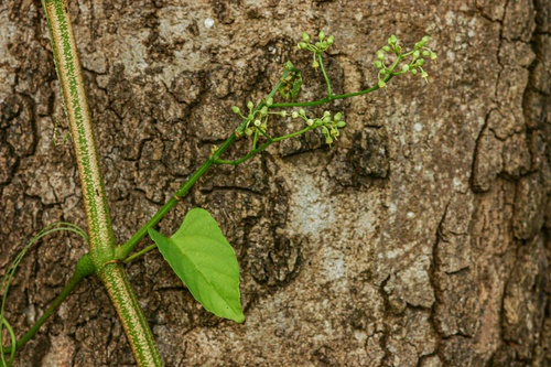 Cissus integrifolia image