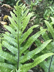 Microsorum pustulatum pustulatum