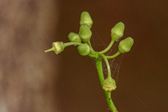 Cissus integrifolia image