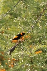 Sericulus chrysocephalus