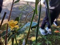 Thladiantha punctata