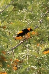 Sericulus chrysocephalus