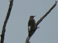 Colaptes auratus cafer
