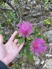 Isopogon latifolius