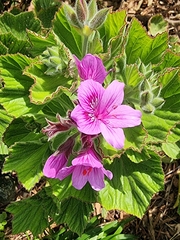 Pelargonium cucullatum