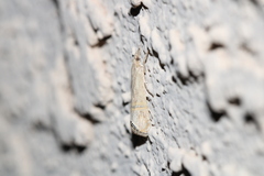 Euchromius ocellea
