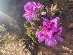 Pelargonium cucullatum