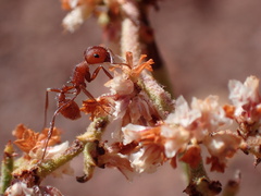 Pogonomyrmex