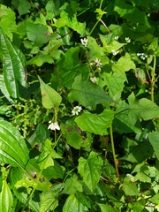 Persicaria biconvexa