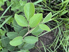 Pseudarthria hookeri