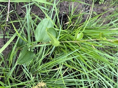 Smilax anceps