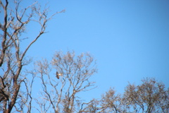 Petrochelidon nigricans