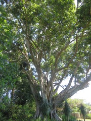 Ficus macrophylla