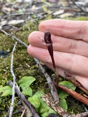Chiloglottis