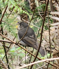 Pachycephala fuliginosa