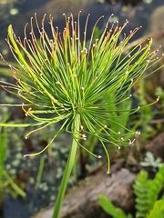 Cyperus prolifer